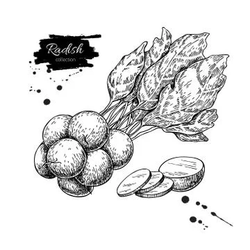 Radish bunch hand drawn vector illustration. Isolated Vegetable engraved st.. Stock Illustration