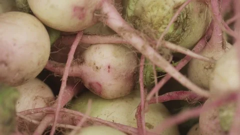 Radish Close Up Stock Footage 77395566