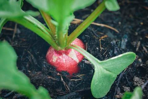 Radish close up Foto stock
