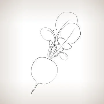 Radish in the Contours on a Light Background 스톡 일러스트