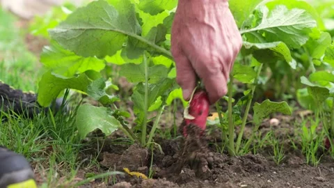 Radish Disrooted Stock Footage 214431739