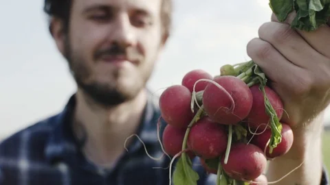 Radish on the field Stock Footage 105546834