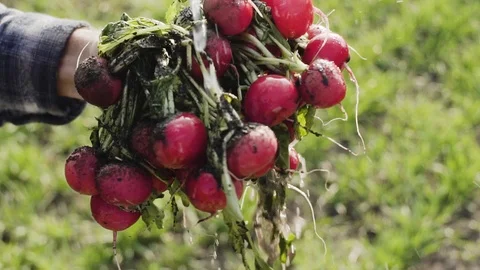 Radish on the field Stock Footage 105546904