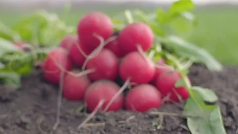 Radish on the field Stock Footage 105546925