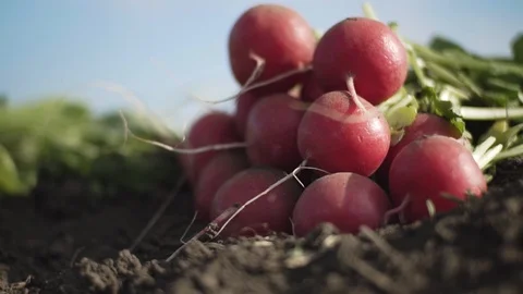 Radish on the field Stock Footage 105546936