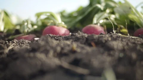 Radish on the field Stock Footage 105546952
