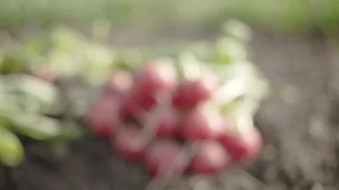 Radish on the field Stock Footage 105546972