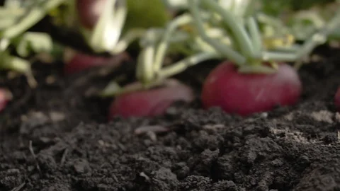 Radish on the field Stock Footage 105547011