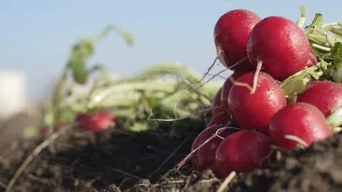 Radish on the field Stock Footage 105547032