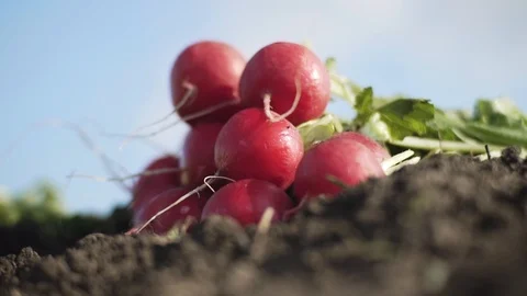 Radish on the field Stock Footage 105547057