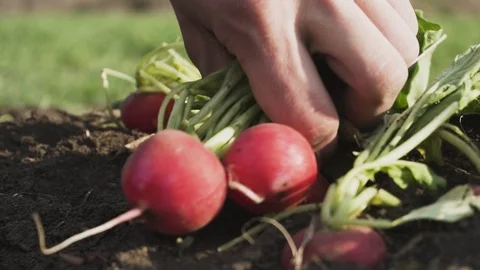 Radish on the field Stock Footage 105547090