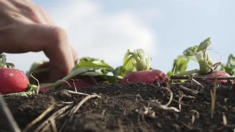 Radish on the field Stock Footage 105547138