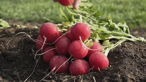 Radish on the field Stock Footage 105547162