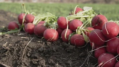Radish on the field Stock Footage 105547217
