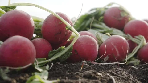 Radish on the field Stock Footage 105547260