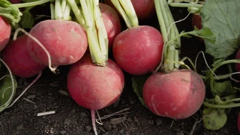 Radish on the field Stock Footage 105547305