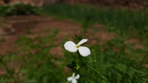 Radish flower. Stock Footage 138558791