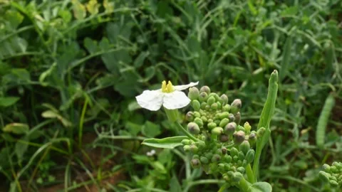 Radish flower in vegetable garden. Vidéo 264759697
