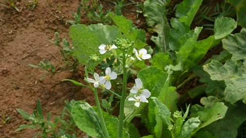 Radish flower in vegetable garden. Video stock 264759747