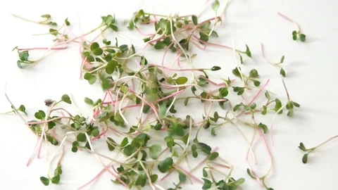 Radish green petals Video stock 101057930