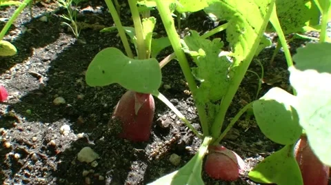 Radish growing in the garden Video stock 50426706