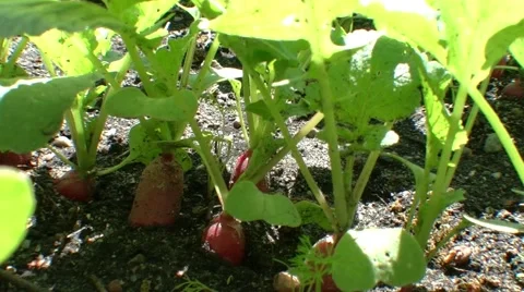 Radish growing in the garden Video stock 50426733