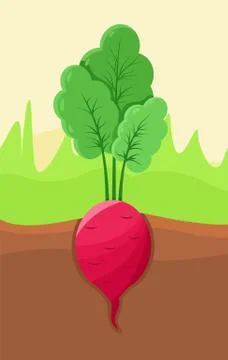 Radish Growing in Ground, Vector Illustration Illustrazione stock