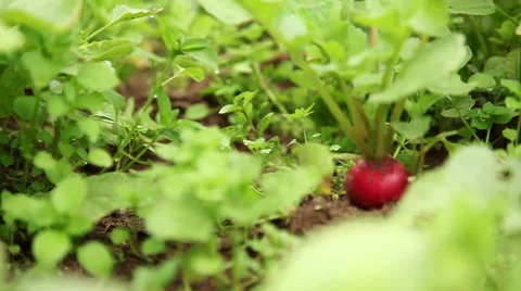 Radish growing in vegetable garden Stock Footage 63301468
