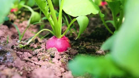 Radish grows in the ground in the garden bed. Stock Footage 154657534