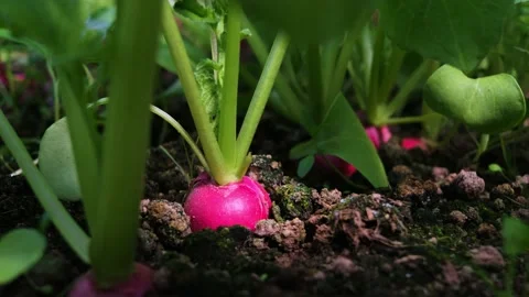 Radish grows in the ground in the garden bed. Video stock 154657549