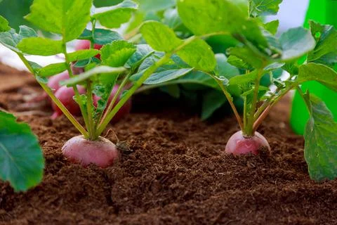 Radish grows in the soil. Round red radish with green leaves. Stock Photos