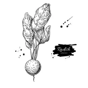 Radish hand drawn vector illustration. Isolated Vegetable engraved style ob.. Stock Illustration