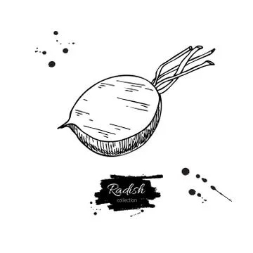 Radish hand drawn vector illustration. Isolated Vegetable engraved style ob.. Stock Illustration