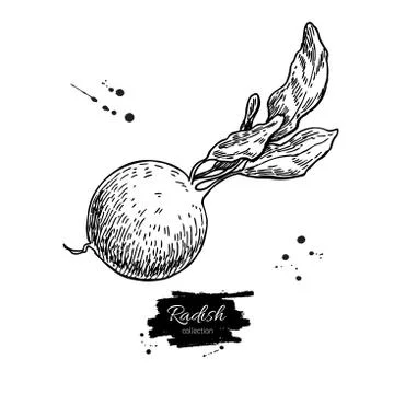 Radish hand drawn vector illustration. Isolated Vegetable engraved style ob.. Stock Illustration