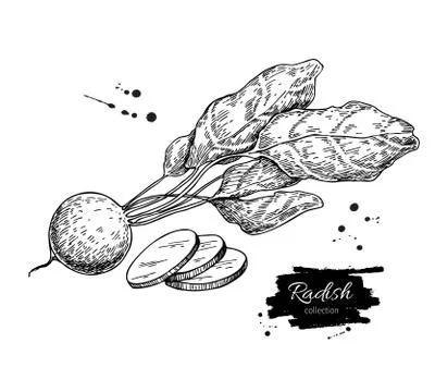 Radish hand drawn vector illustration. Isolated Vegetable engraved style ob.. Stock Illustration