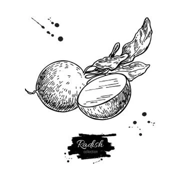 Radish hand drawn vector illustration. Isolated Vegetable engraved style ob.. Stock Illustration
