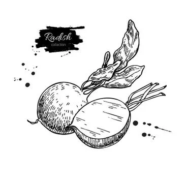 Radish hand drawn vector illustration set. Isolated Vegetable engraved styl.. Stock Illustration