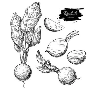 Radish hand drawn vector illustration set. Isolated Vegetable engraved styl.. Stock Illustration
