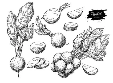 Radish hand drawn vector illustration set. Isolated Vegetable engraved styl.. Stock Illustration