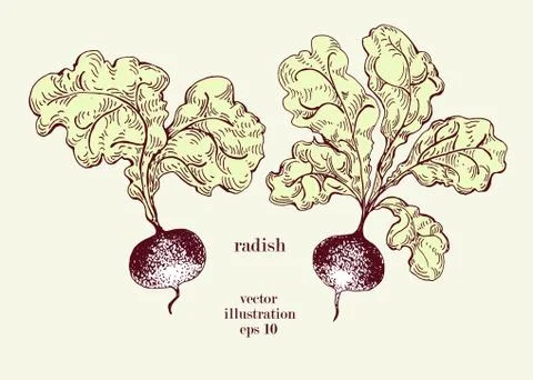 Radish hand drawn vector illustration set. Retro Vegetable engraved style object Stock Illustration