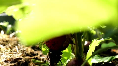 Radish. hand pulls a large radish out of the ground from a garden bed Stock Footage 278112777