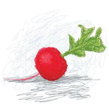 Radish Stock Illustration