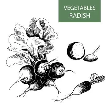 Radish Stock Illustration