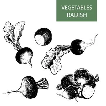 Radish Stock Illustration