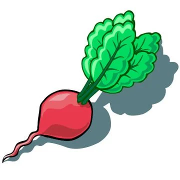 Radish Illustrazione stock