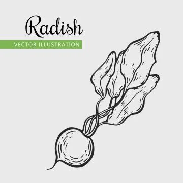 Radish Stock Illustration