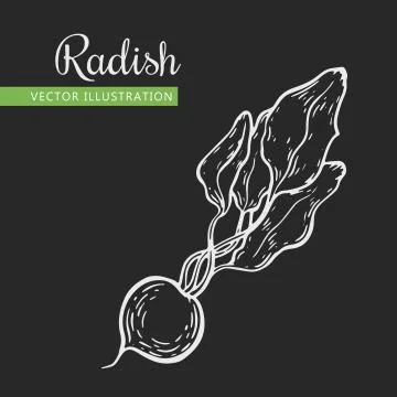 Radish Stock Illustration
