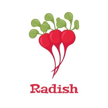 Radish isolated icon on white background. Radish vector illustration. Stock Illustration