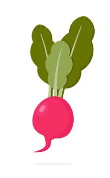 Radish isolated on white background. Stock Illustration
