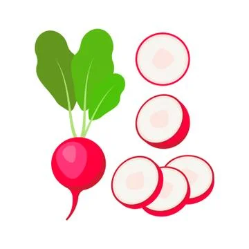 Radish isolated on white background. Vector illustration. Stock Illustration